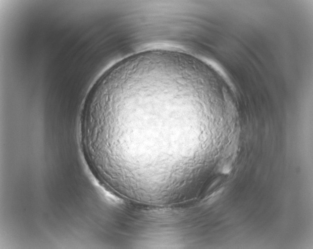 X0000068320999200605122051