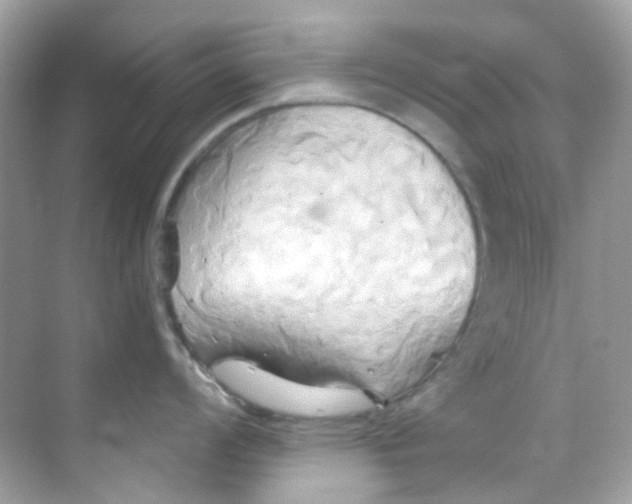 X0000068321008200605122051