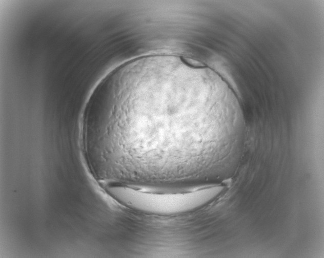 X0000068321099200605122050