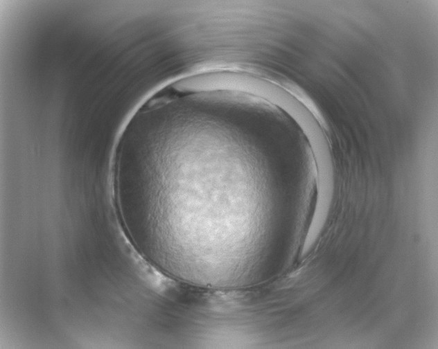X0000068321148200605122050