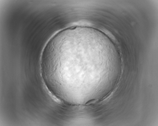 X0000068321248200605122048