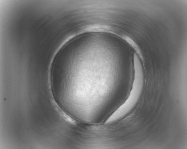 X0000068321384200605122045