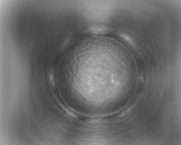 X0000068321396200605122044