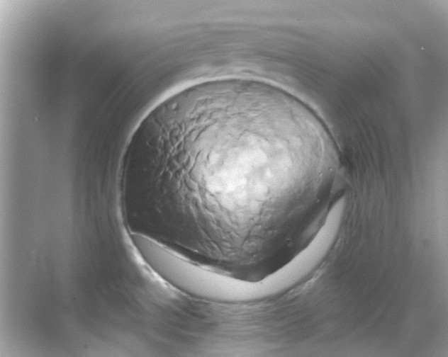 X0000068321534200605122043