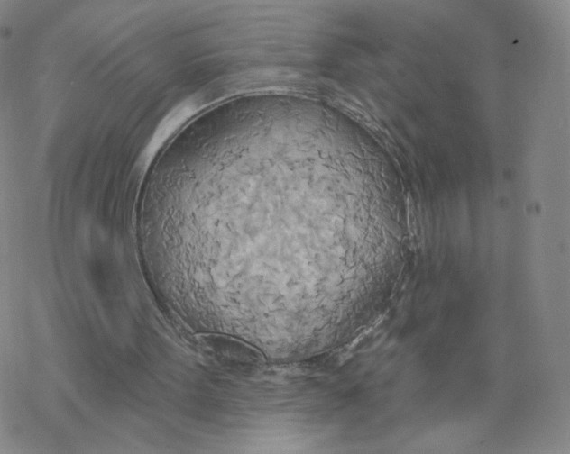 X0000068320099200605192043