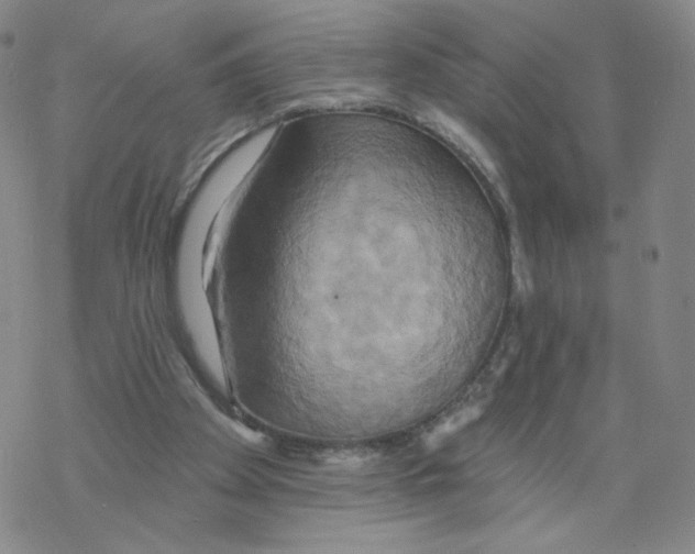 X0000068320105200605192043