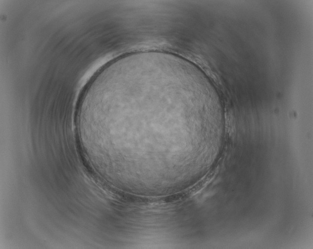 X0000068320196200605192041