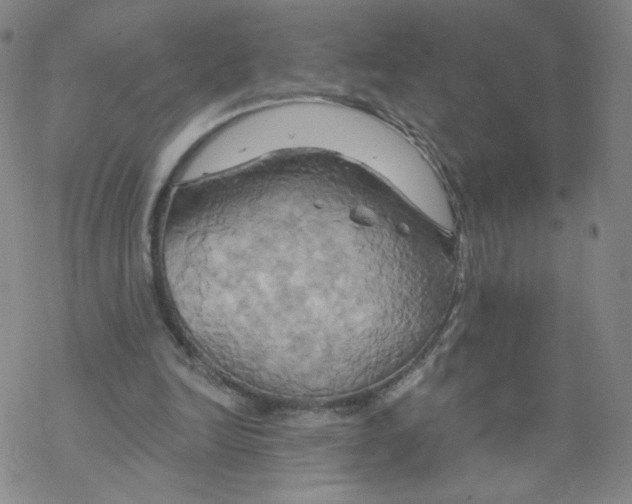 X0000068320246200605192040