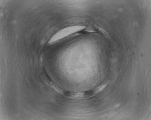 X0000068320288200605192041