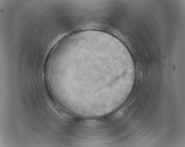 X0000068320298200605192040