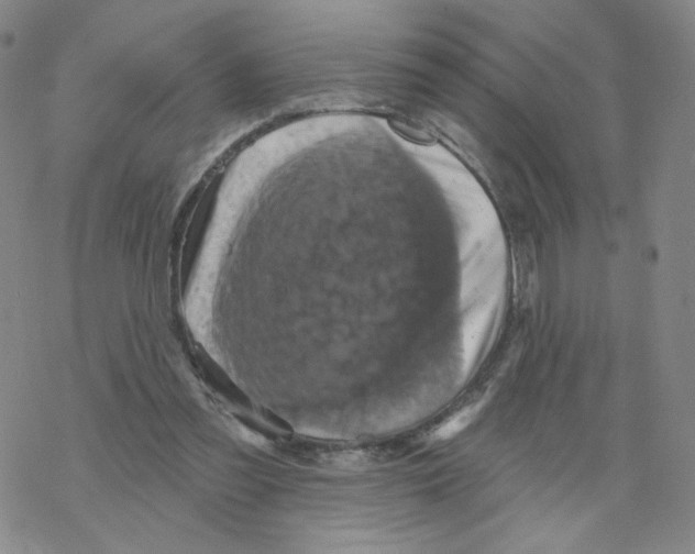 X0000068320301200605192040