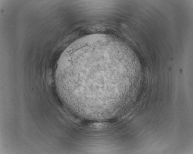 X0000068320323200605192039