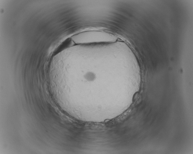 X0000068320337200605192038