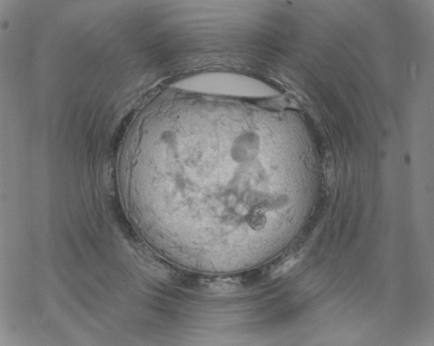 X0000068320359200605192039