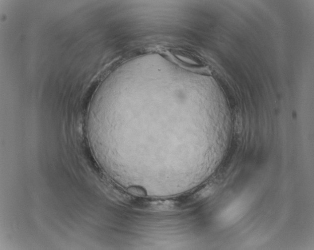 X0000068320363200605192039