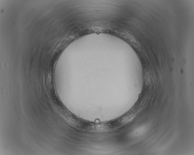 X0000068320365200605192039