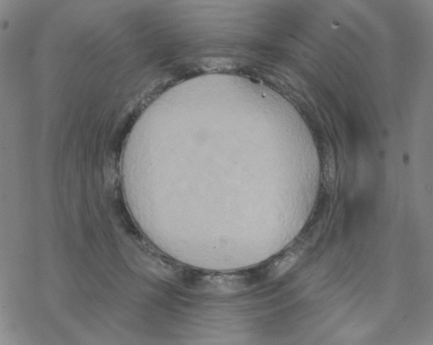 X0000068320367200605192039