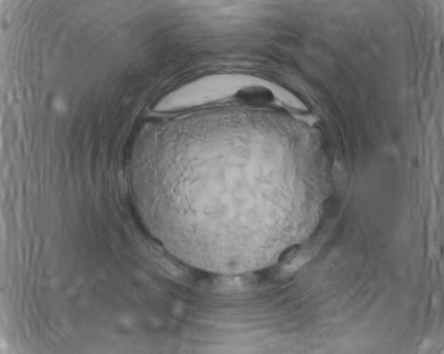 X0000068320381200605192039