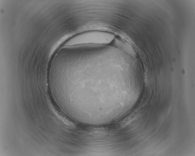 X0000068320438200605192037