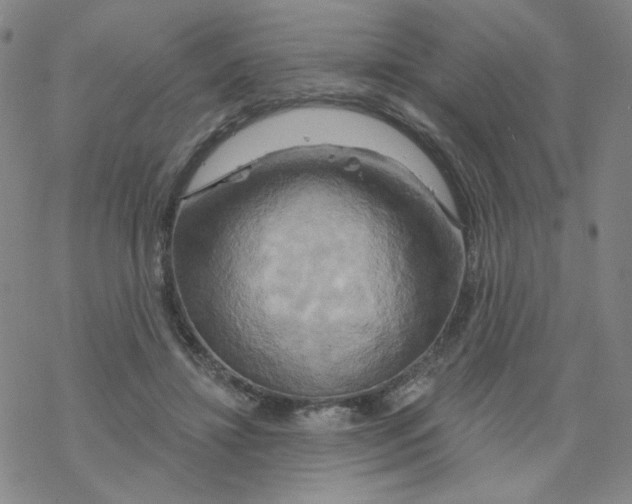 X0000068320452200605192037