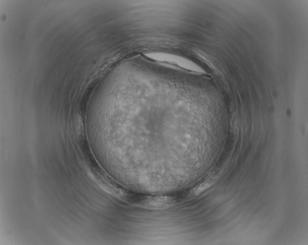 X0000068320459200605192037