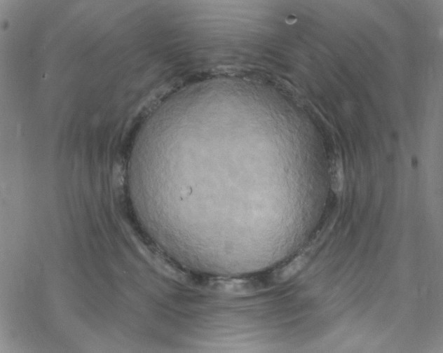 X0000068320472200605192038