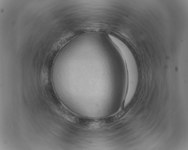 X0000068320504200605192036