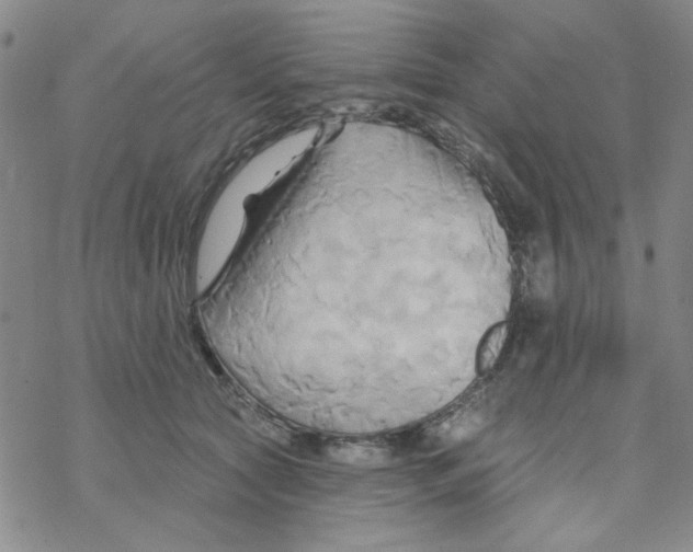 X0000068320561200605192036