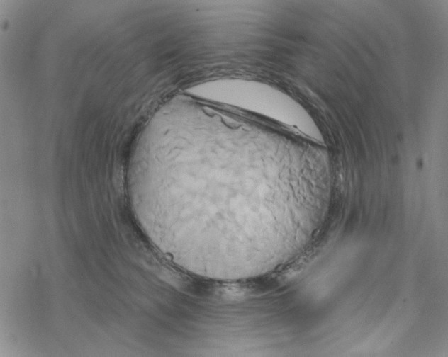 X0000068320565200605192036