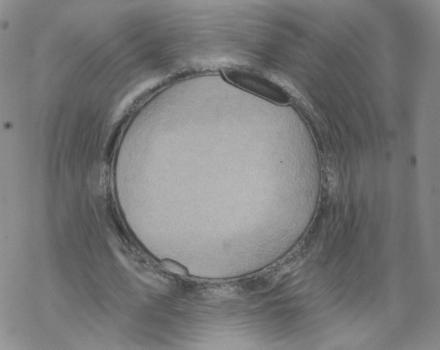 X0000068320583200605192035