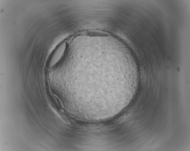 X0000068320626200605192034