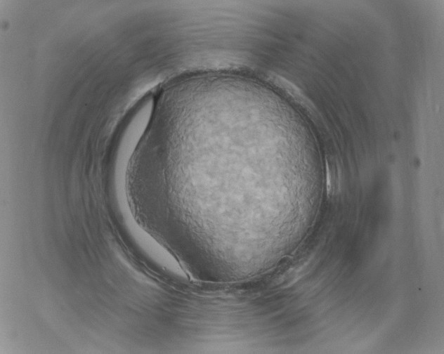 X0000068320627200605192034