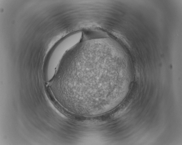 X0000068320630200605192034