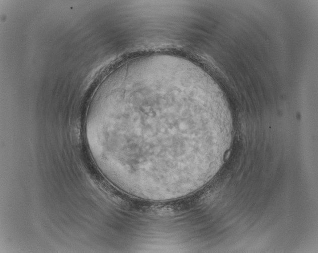 X0000068320640200605192034