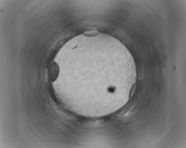 X0000068320646200605192034