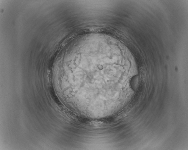 X0000068320650200605192034