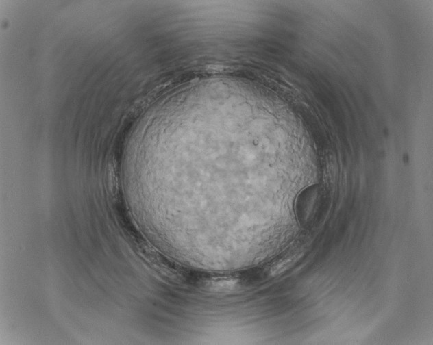 X0000068320651200605192034