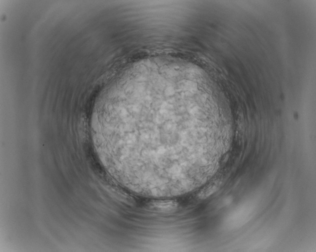 X0000068320659200605192034