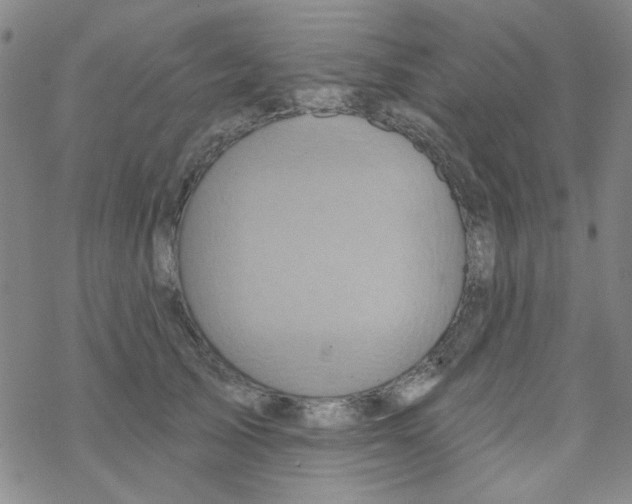 X0000068320705200605192033