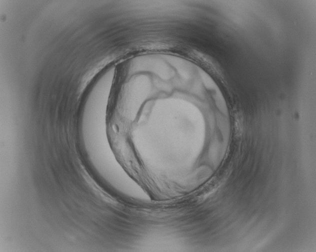 X0000068320725200605192032