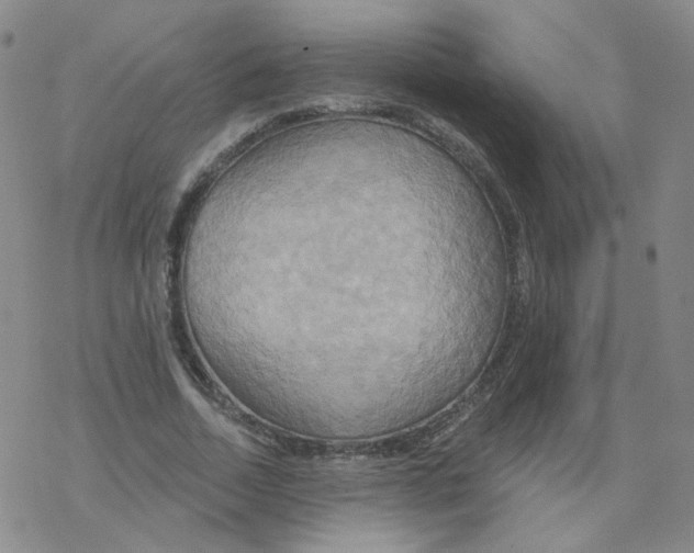 X0000068320730200605192032