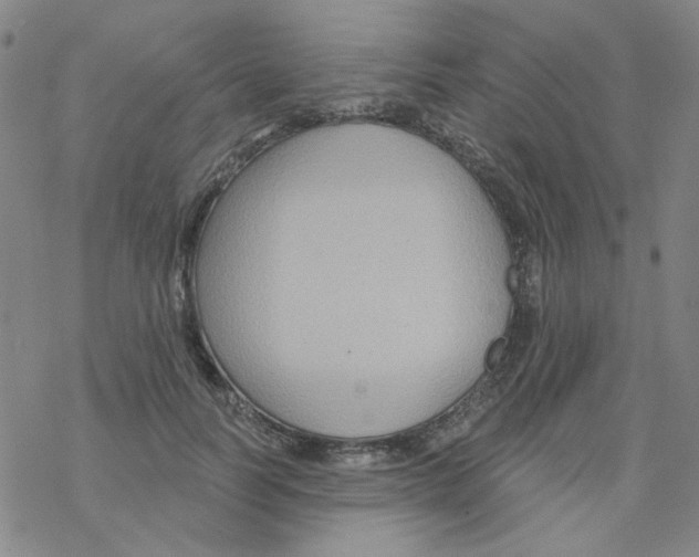 X0000068320746200605192033