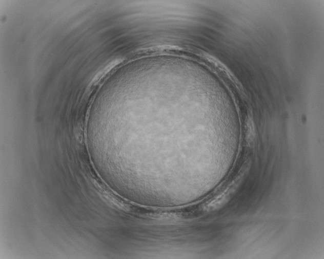 X0000068320785200605192032