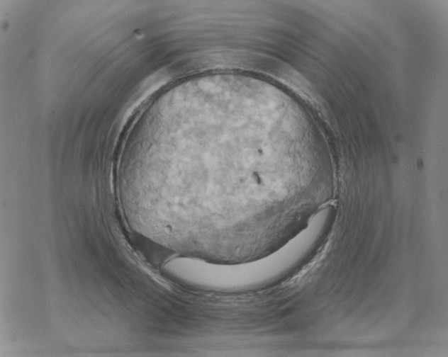 X0000068320790200605192032