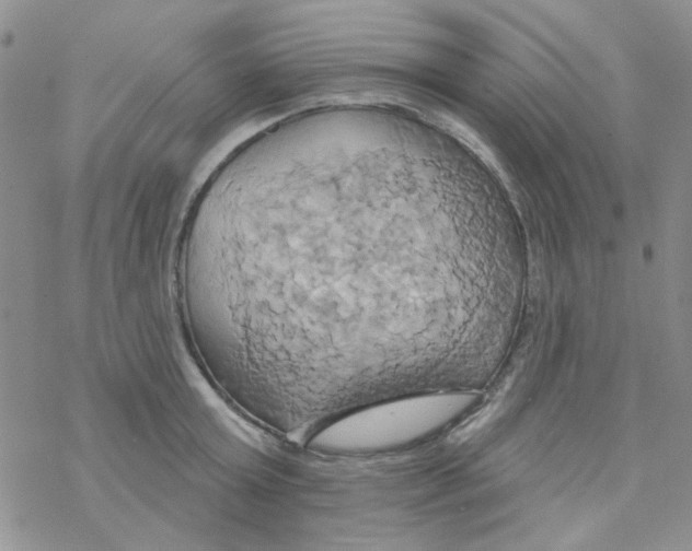 X0000068320803200605192032