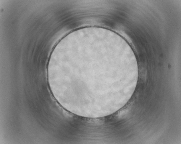 X0000068320807200605192031