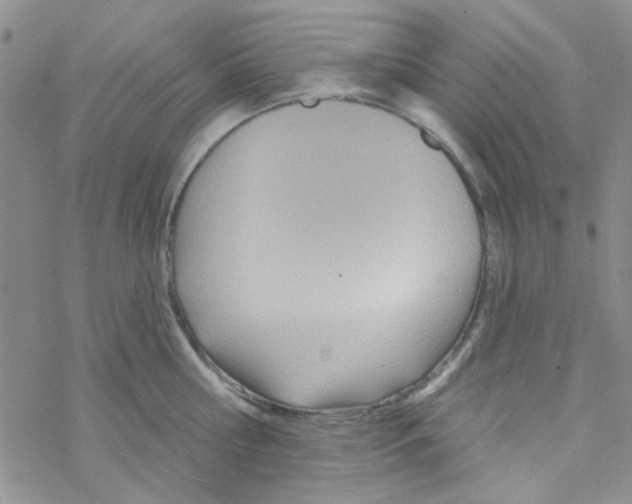 X0000068320810200605192031