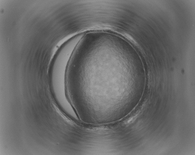 X0000068320838200605192031