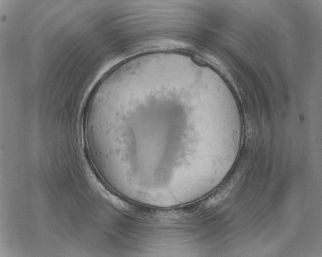 X0000068320843200605192031