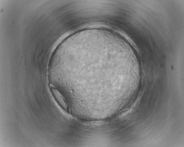 X0000068320853200605192031